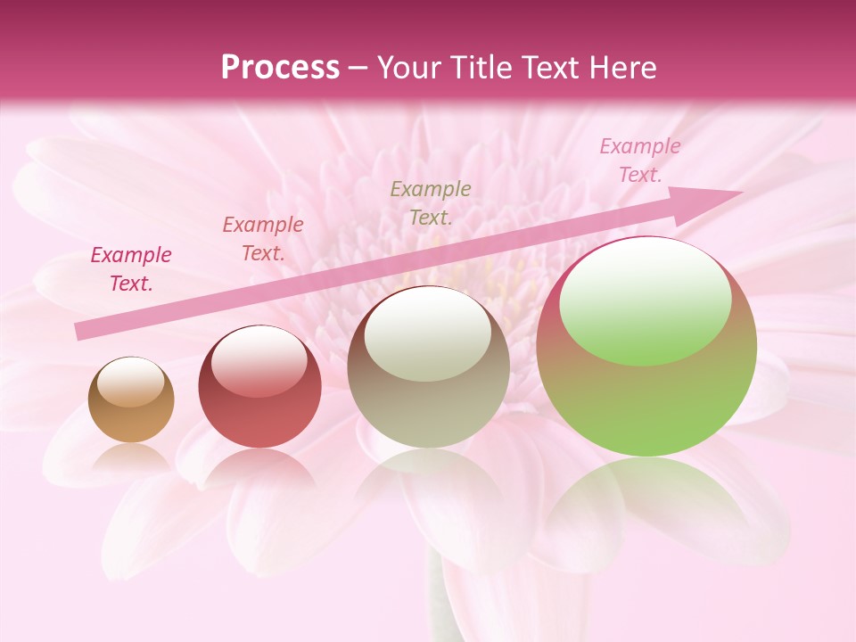 Daisy Circle Gerbera PowerPoint Template
