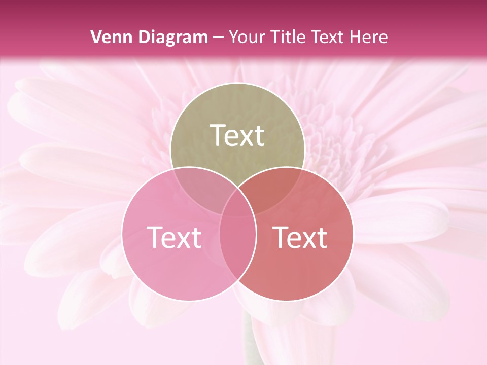 Daisy Circle Gerbera PowerPoint Template