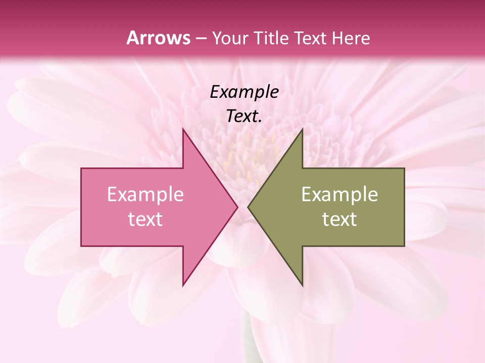 Daisy Circle Gerbera PowerPoint Template