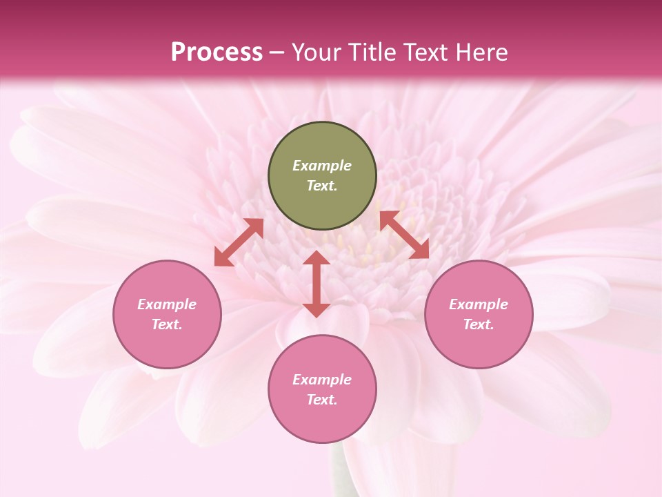 Daisy Circle Gerbera PowerPoint Template