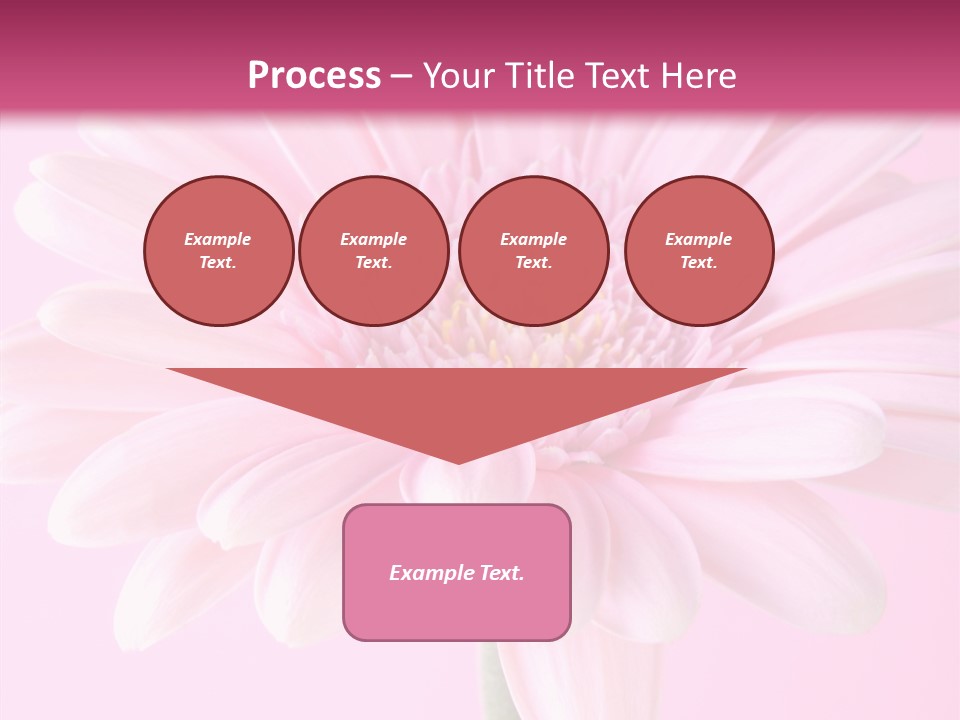 Daisy Circle Gerbera PowerPoint Template