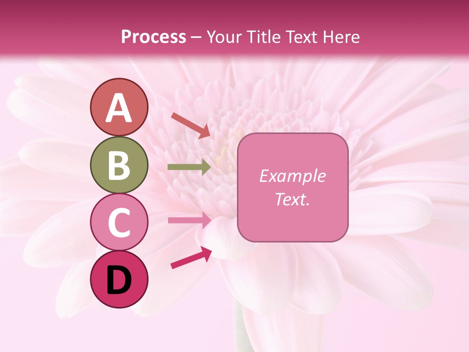 Daisy Circle Gerbera PowerPoint Template