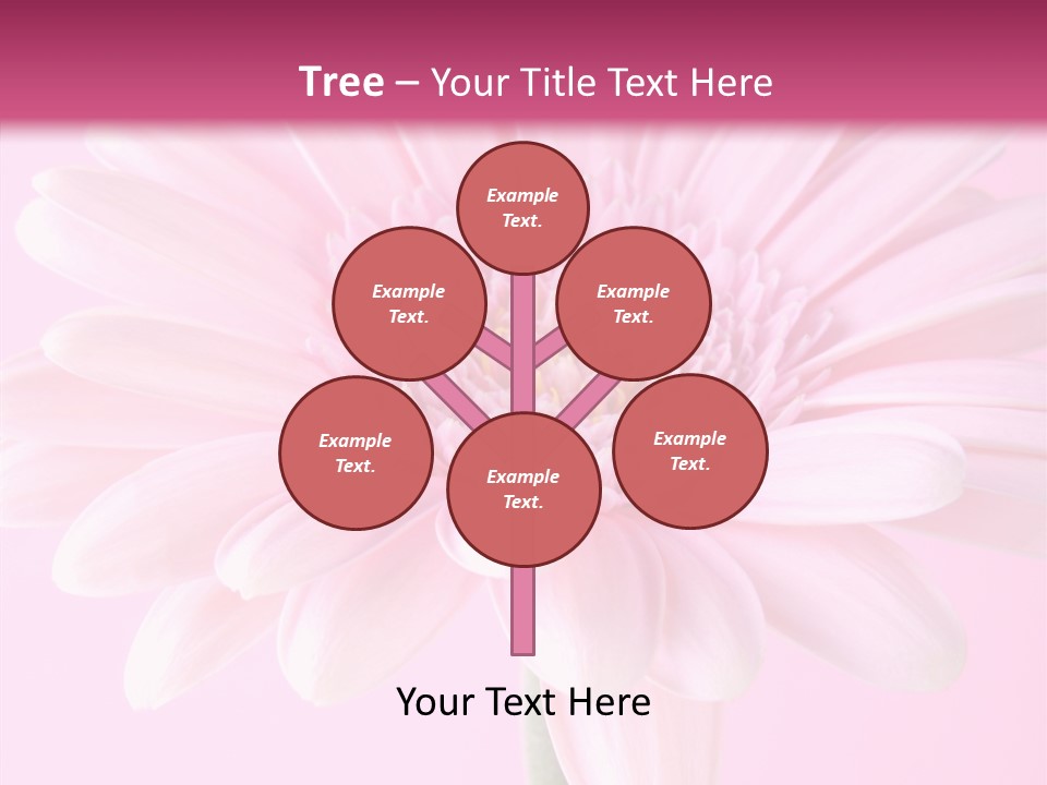 Daisy Circle Gerbera PowerPoint Template