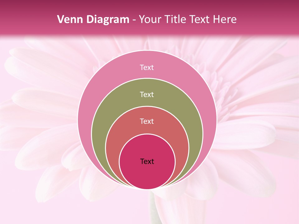 Daisy Circle Gerbera PowerPoint Template