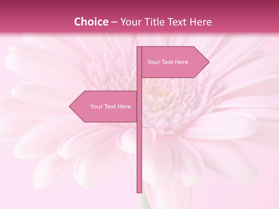 Daisy Circle Gerbera PowerPoint Template