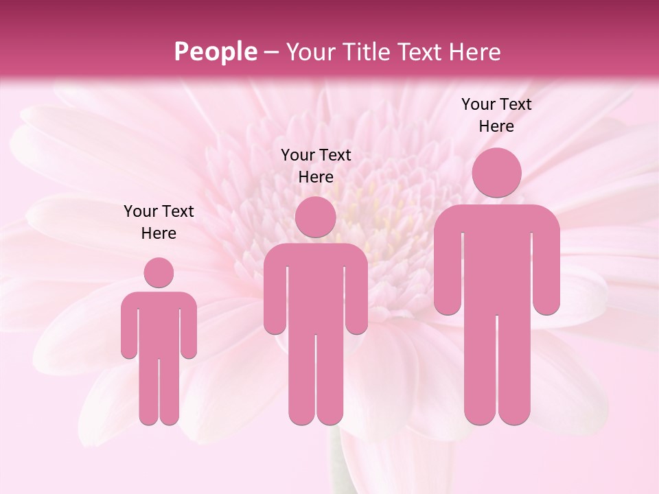 Daisy Circle Gerbera PowerPoint Template