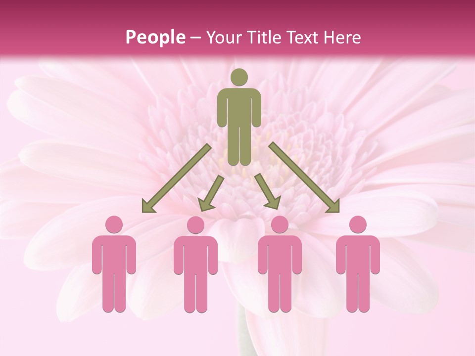 Daisy Circle Gerbera PowerPoint Template