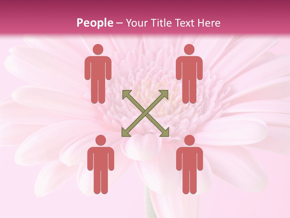Daisy Circle Gerbera PowerPoint Template