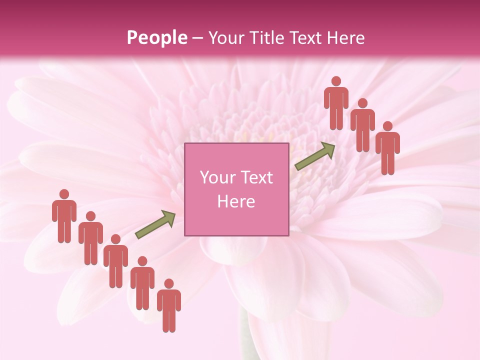 Daisy Circle Gerbera PowerPoint Template