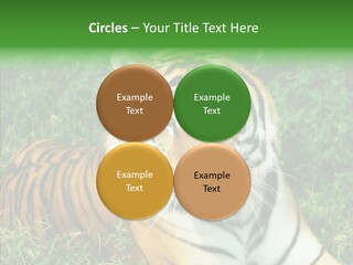 Team Corporation Figure PowerPoint Template