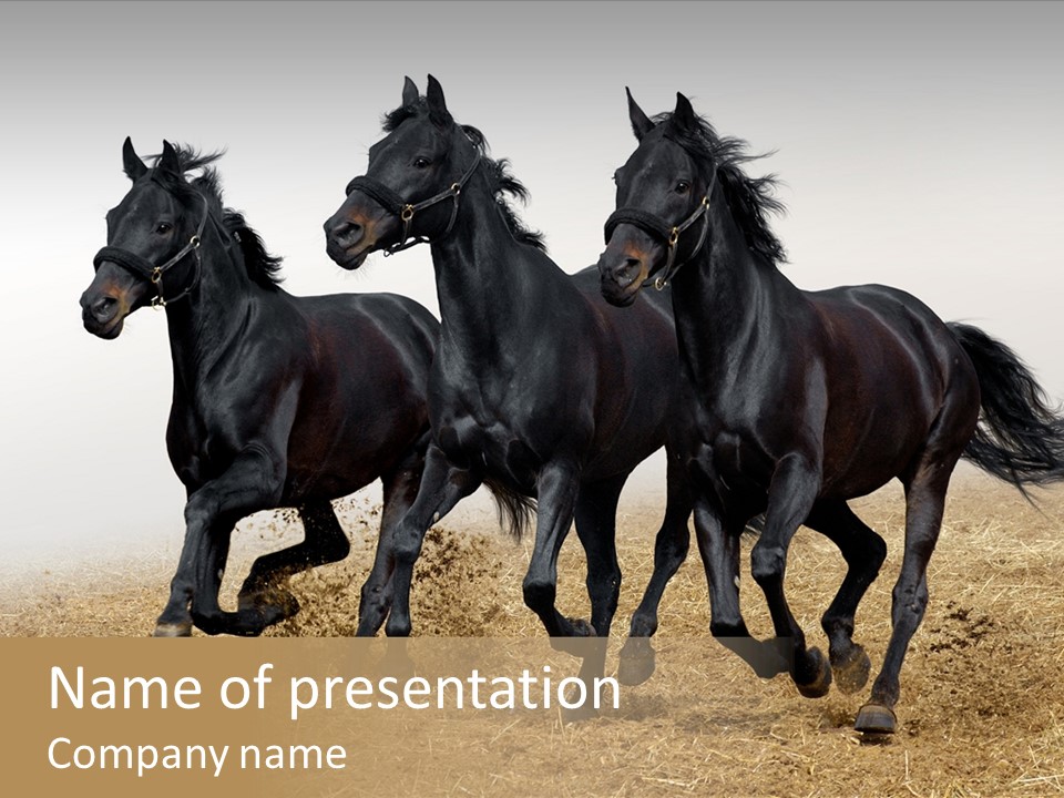 Horse Racing Black Brown PowerPoint Template