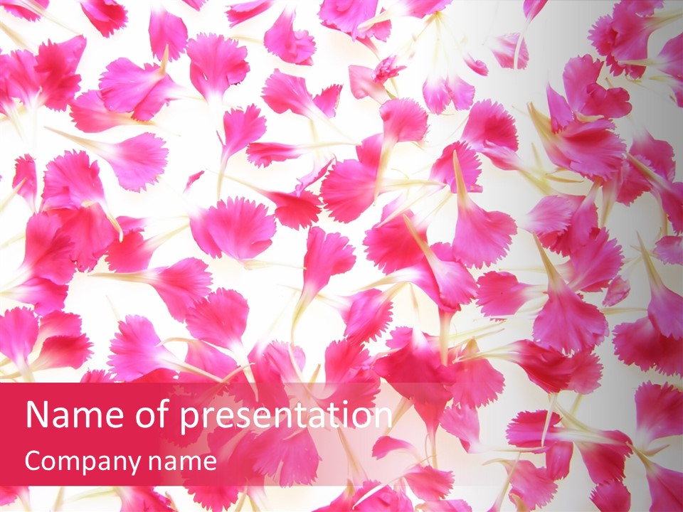 Garden Dianthus Nature PowerPoint Template