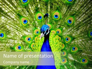 Peacock Peahen Cristatus PowerPoint Template