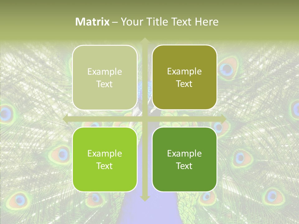 Peacock Peahen Cristatus PowerPoint Template