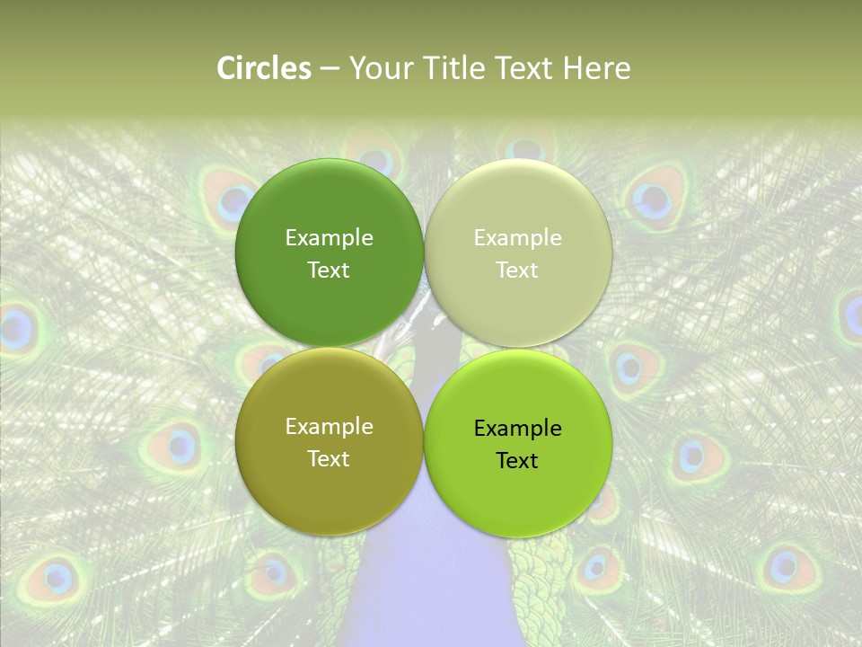 Peacock Peahen Cristatus PowerPoint Template