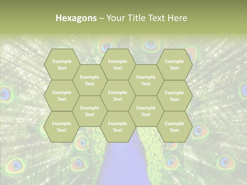 Peacock Peahen Cristatus PowerPoint Template