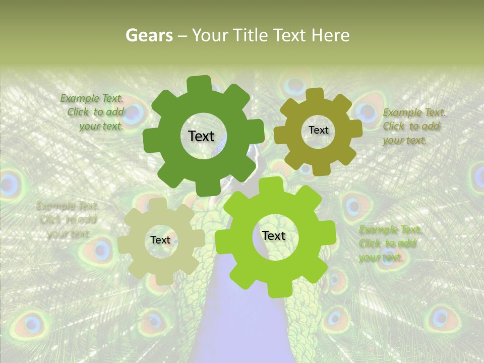 Peacock Peahen Cristatus PowerPoint Template