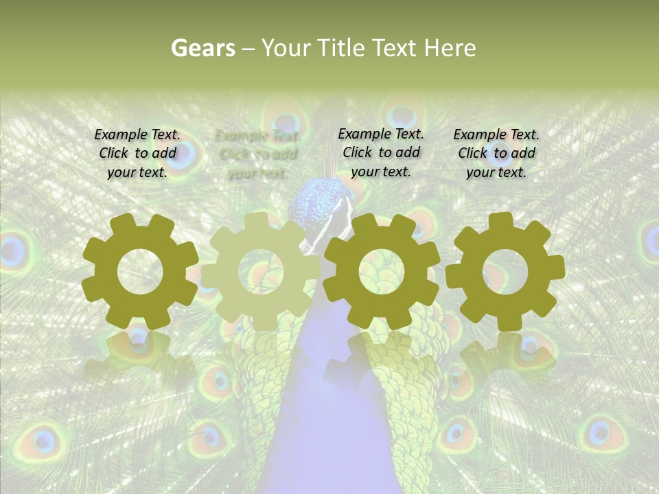 Peacock Peahen Cristatus PowerPoint Template