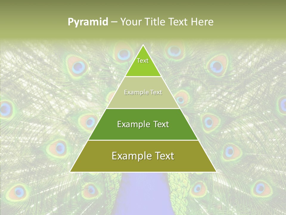 Peacock Peahen Cristatus PowerPoint Template