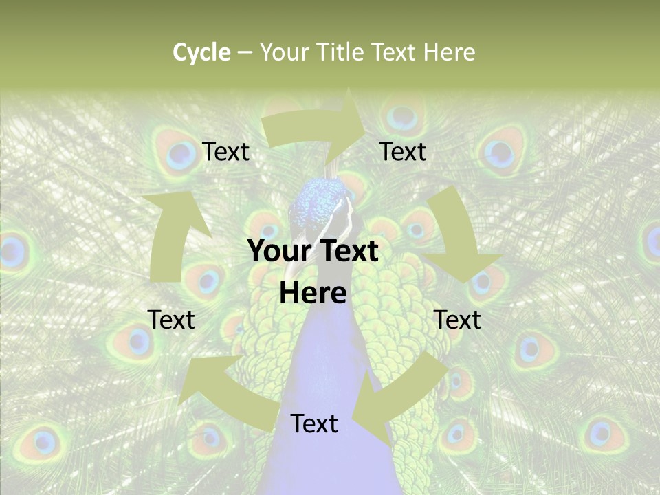 Peacock Peahen Cristatus PowerPoint Template