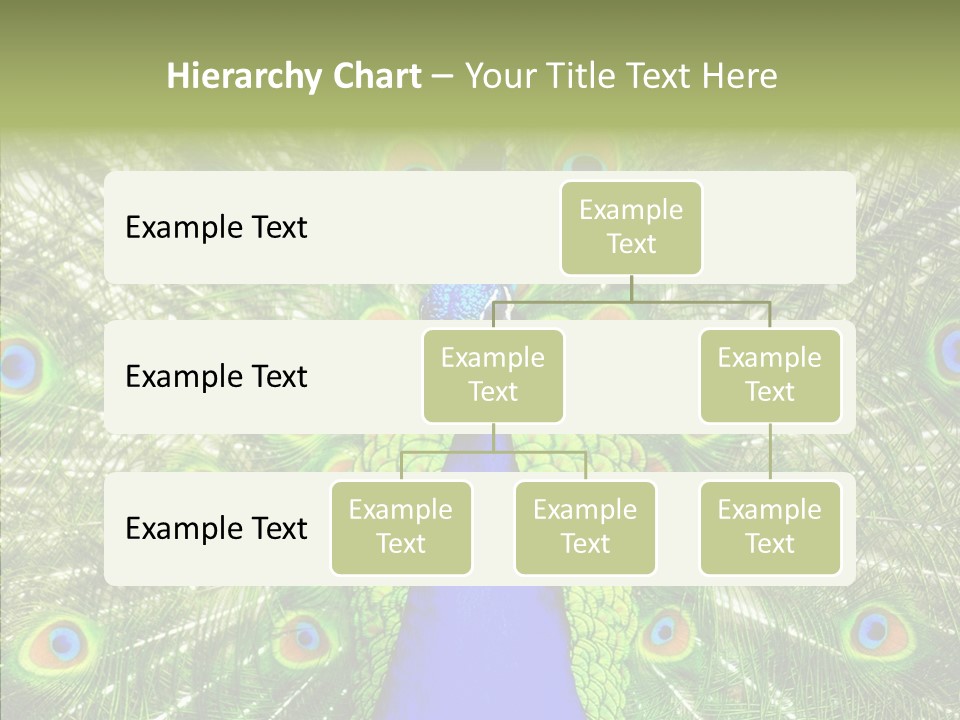 Peacock Peahen Cristatus PowerPoint Template
