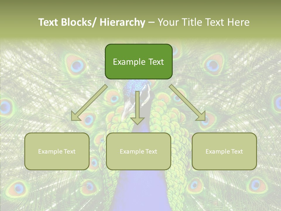 Peacock Peahen Cristatus PowerPoint Template