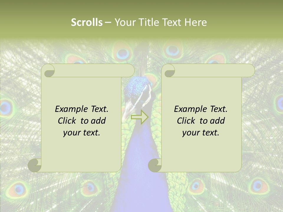 Peacock Peahen Cristatus PowerPoint Template
