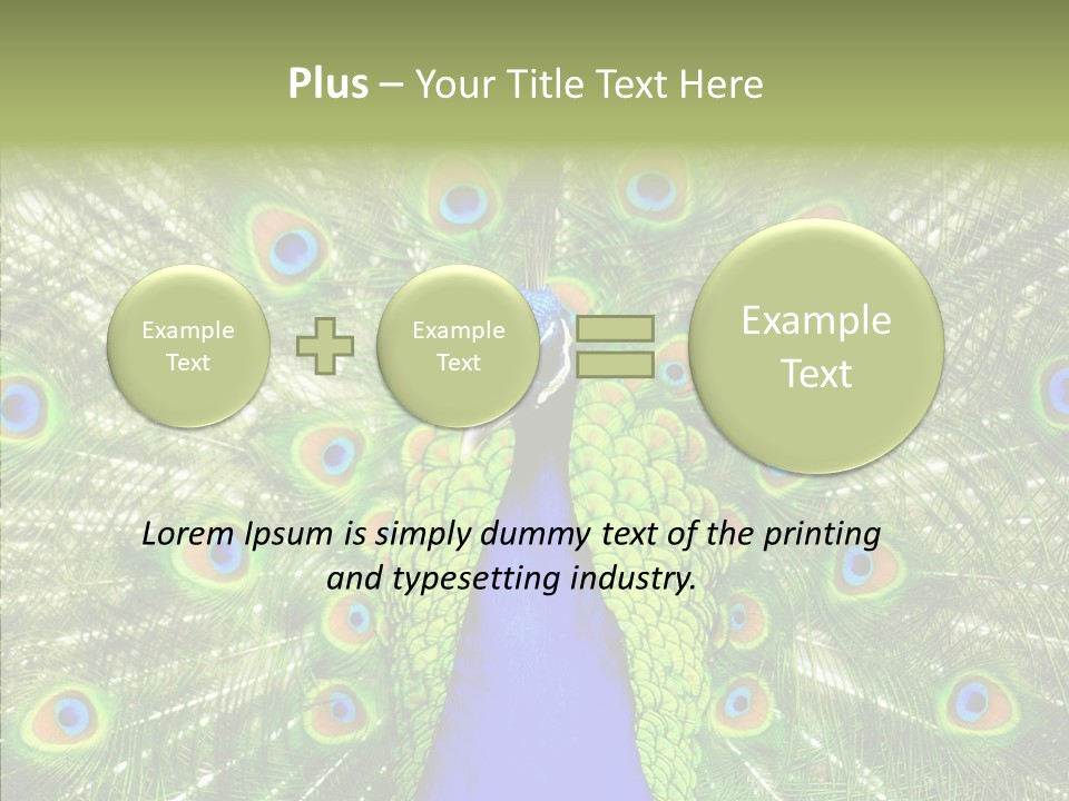 Peacock Peahen Cristatus PowerPoint Template
