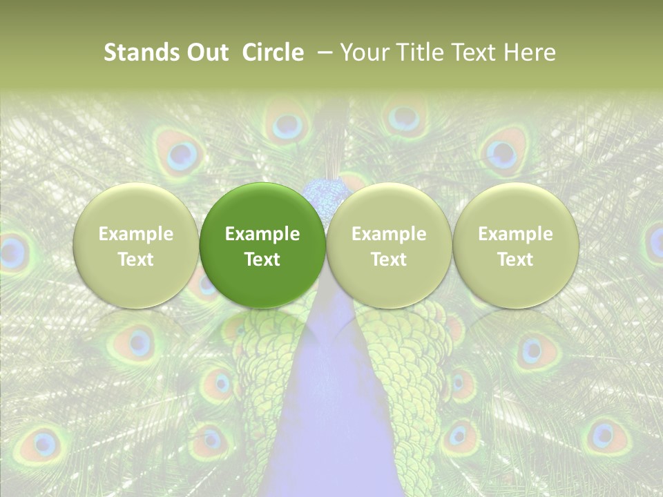 Peacock Peahen Cristatus PowerPoint Template