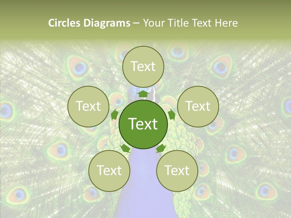 Peacock Peahen Cristatus PowerPoint Template