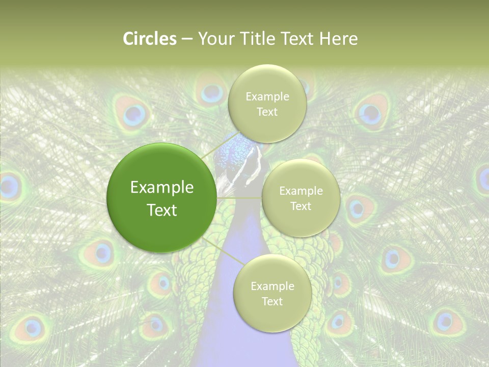 Peacock Peahen Cristatus PowerPoint Template