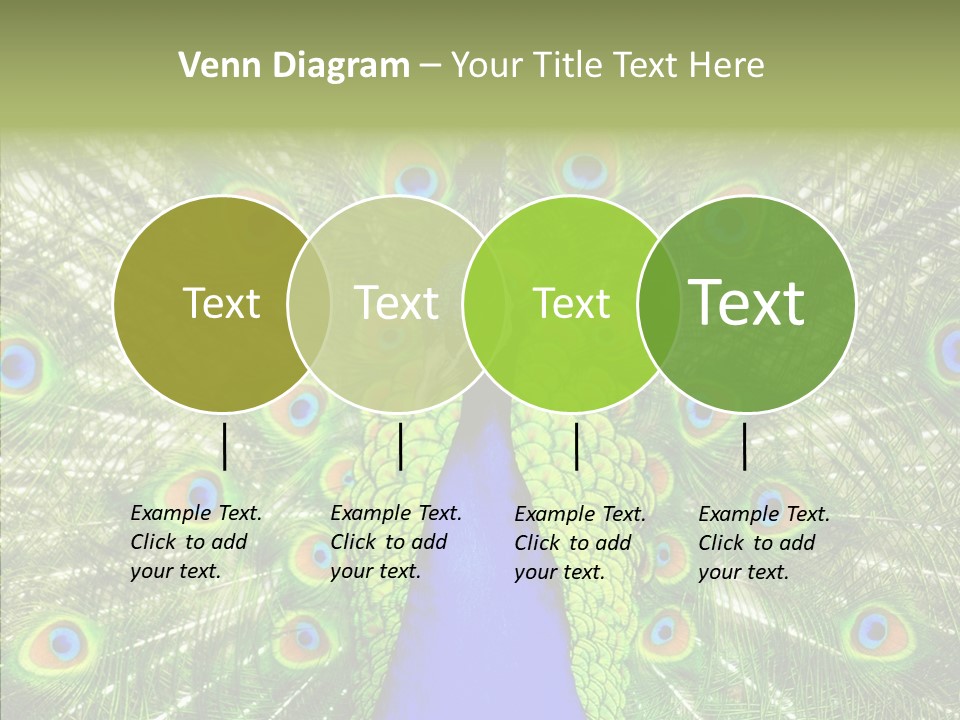 Peacock Peahen Cristatus PowerPoint Template