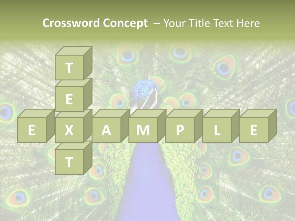 Peacock Peahen Cristatus PowerPoint Template