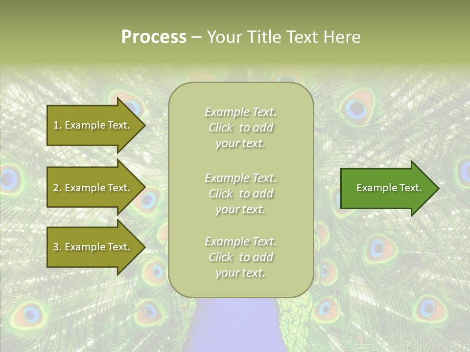 Peacock Peahen Cristatus PowerPoint Template