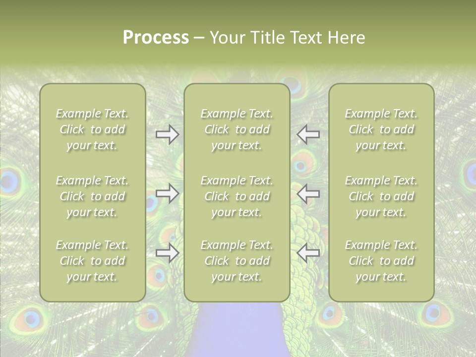 Peacock Peahen Cristatus PowerPoint Template