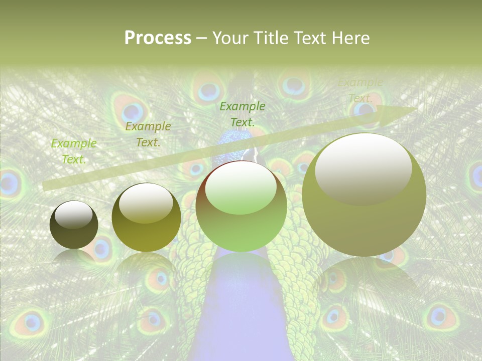 Peacock Peahen Cristatus PowerPoint Template