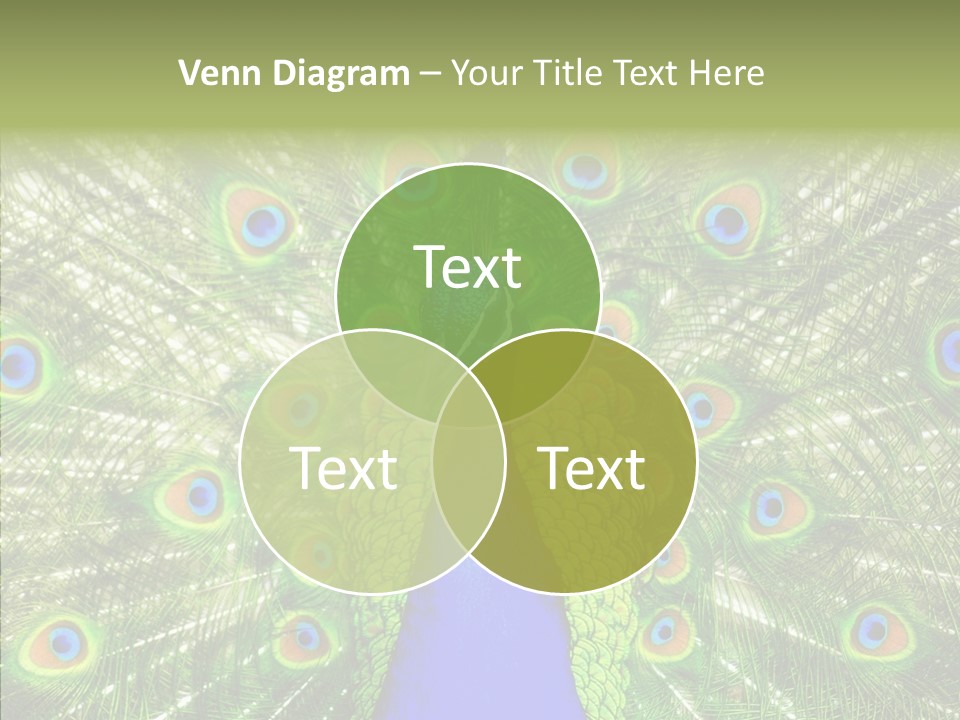 Peacock Peahen Cristatus PowerPoint Template