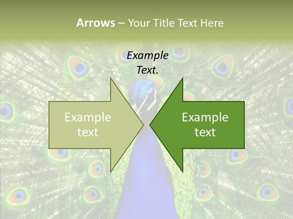 Peacock Peahen Cristatus PowerPoint Template