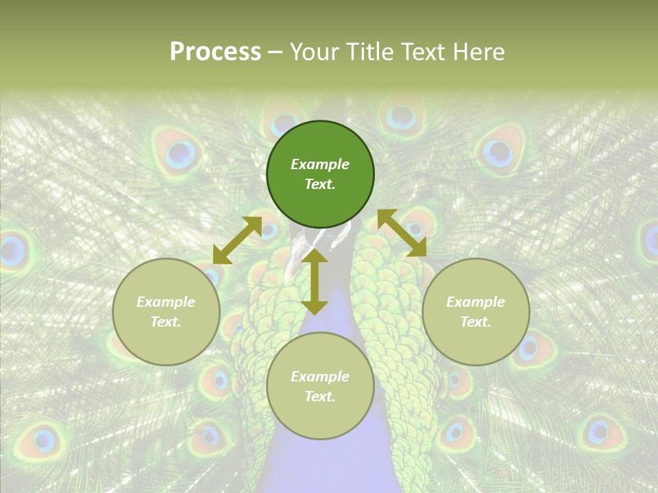 Peacock Peahen Cristatus PowerPoint Template