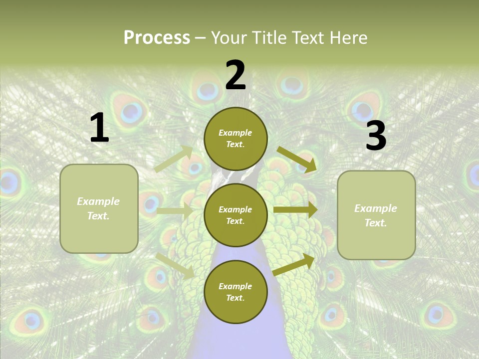 Peacock Peahen Cristatus PowerPoint Template