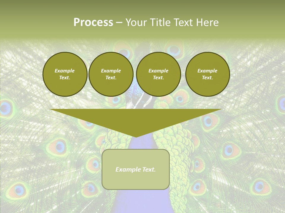 Peacock Peahen Cristatus PowerPoint Template