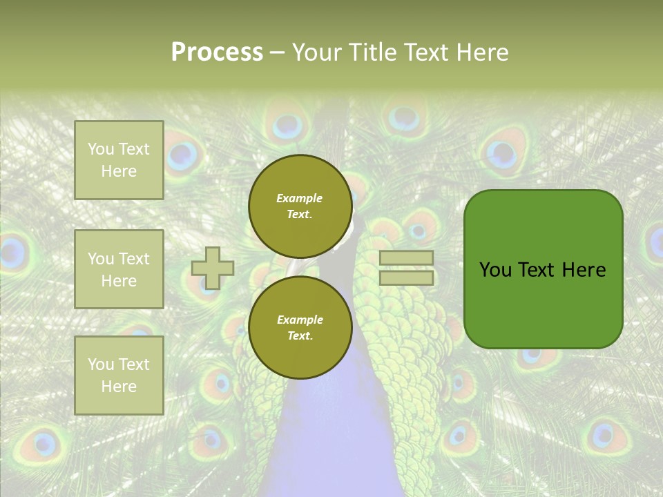 Peacock Peahen Cristatus PowerPoint Template
