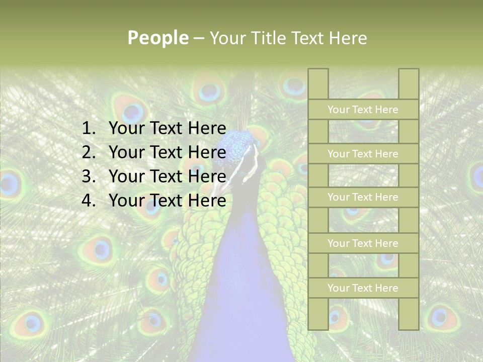 Peacock Peahen Cristatus PowerPoint Template