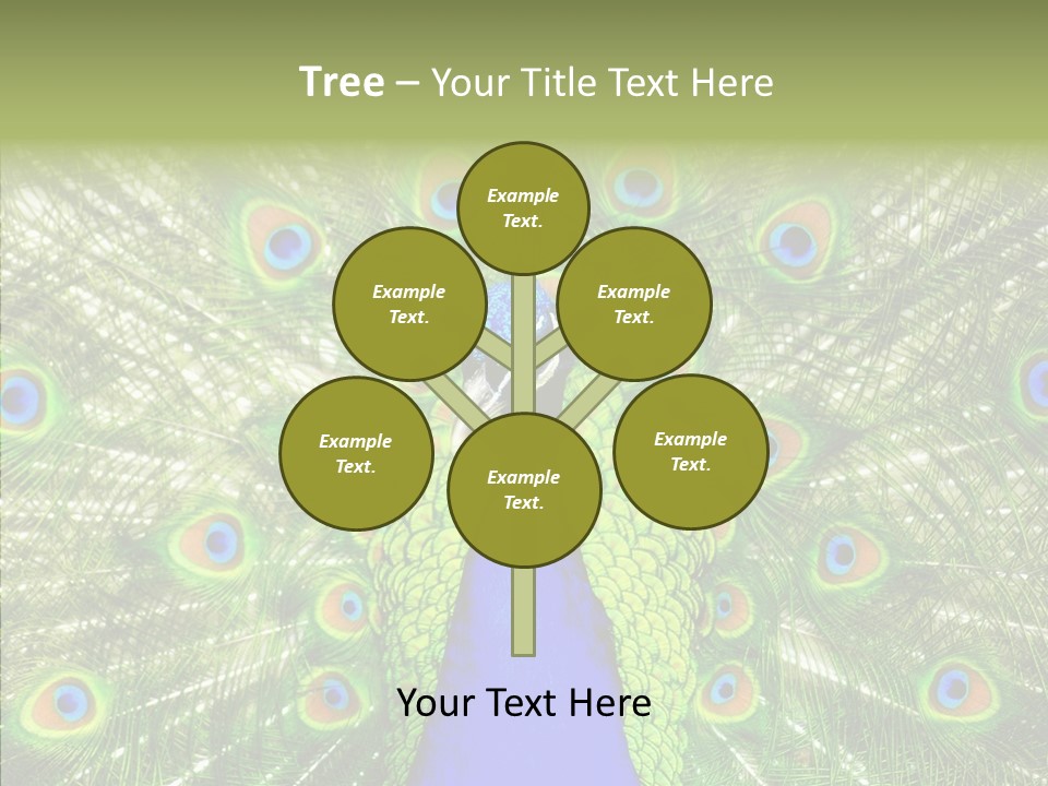 Peacock Peahen Cristatus PowerPoint Template