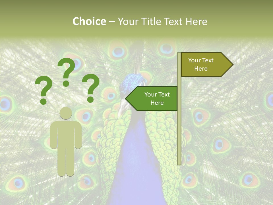 Peacock Peahen Cristatus PowerPoint Template