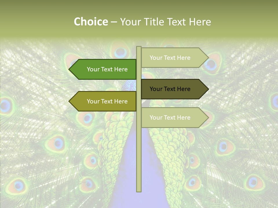 Peacock Peahen Cristatus PowerPoint Template