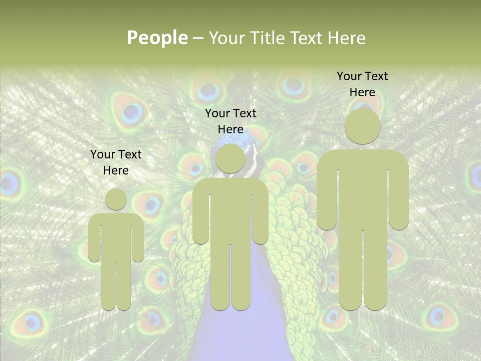 Peacock Peahen Cristatus PowerPoint Template