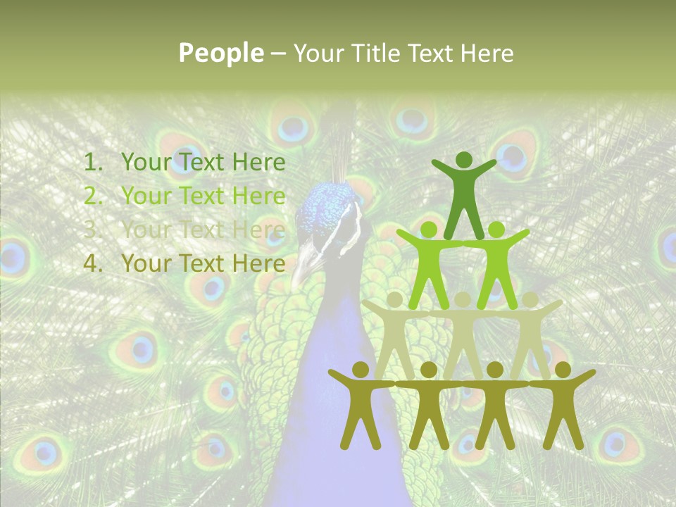 Peacock Peahen Cristatus PowerPoint Template