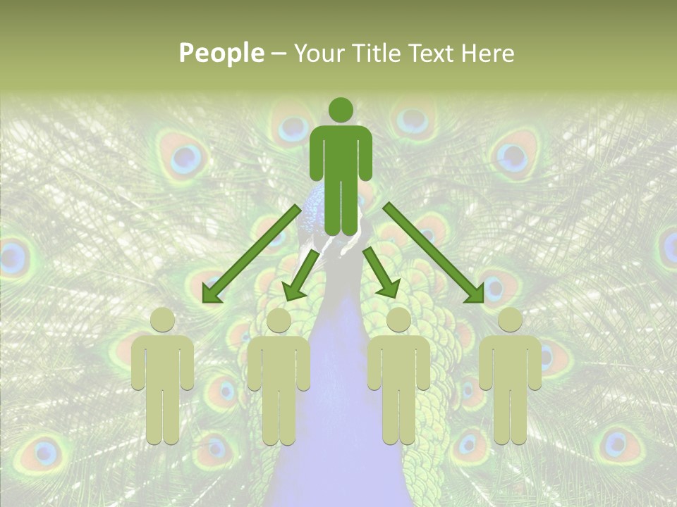 Peacock Peahen Cristatus PowerPoint Template