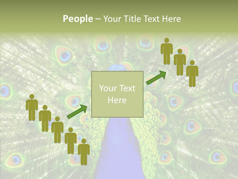 Peacock Peahen Cristatus PowerPoint Template